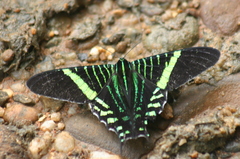 Urania fulgens