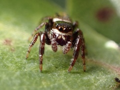 Metaphidippus manni