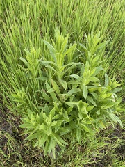 Pseudognaphalium californicum