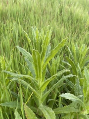 Pseudognaphalium californicum