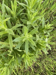 Pseudognaphalium californicum