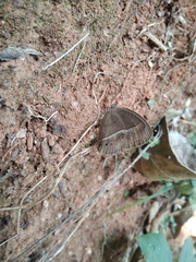 Mycalesis mineus