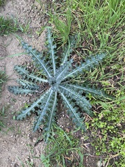 Cirsium occidentale