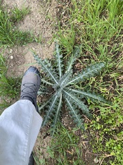 Cirsium occidentale