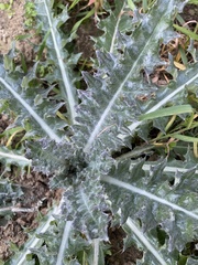 Cirsium occidentale