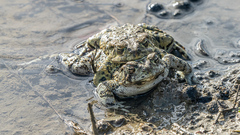 Anaxyrus boreas halophilus