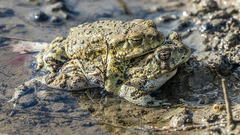 Anaxyrus boreas halophilus