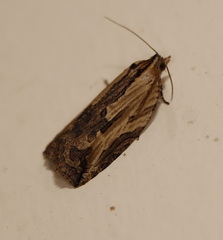 Cryptoptila immersana