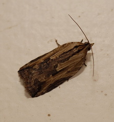 Cryptoptila immersana