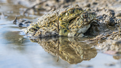 Anaxyrus boreas halophilus