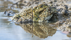 Anaxyrus boreas halophilus