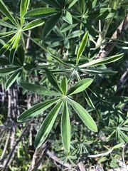 Lupinus longifolius