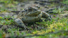 Anaxyrus boreas halophilus