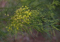 Acacia subulata