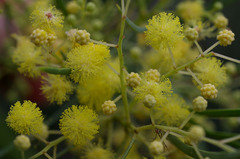 Acacia subulata