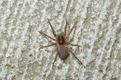 Varacosa