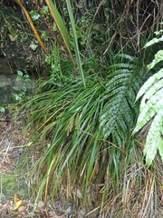 Carex forsteri