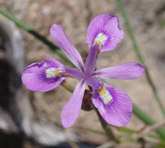 Moraea elliotii