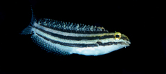 Petroscirtes breviceps