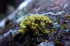 Plenogemma phyllantha