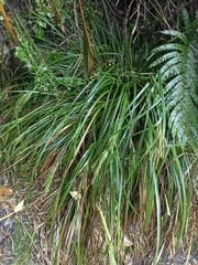 Carex forsteri