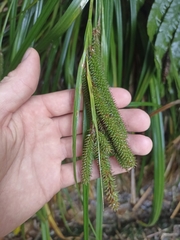 Carex forsteri