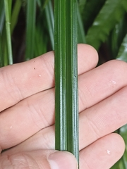Carex forsteri