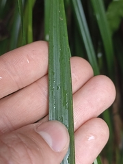 Carex forsteri