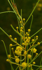 Acacia calamifolia