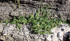 Apium prostratum denticulatum