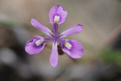 Moraea elliotii