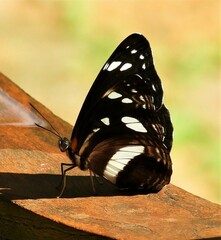 Phaedyma shepherdi