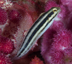 Petroscirtes breviceps