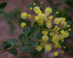 Acacia uncinata