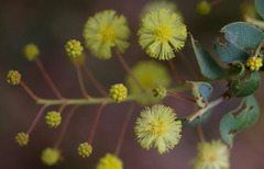 Acacia uncinata