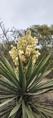 Yucca treculiana