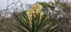 Yucca treculiana