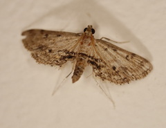 Parapoynx crisonalis