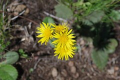 Berkheya rhapontica
