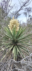 Yucca treculiana