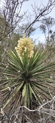 Yucca treculiana