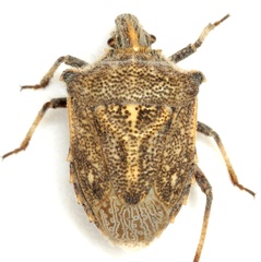 Prionosoma podopioides