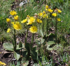 Berkheya rhapontica