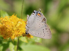 Satyrium sylvinus