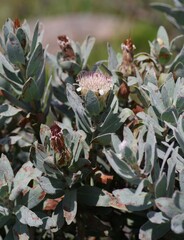 Protea subvestita