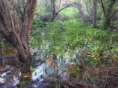 Anemopsis californica