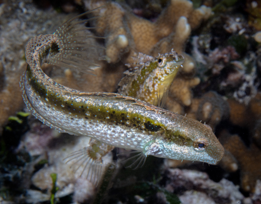 Variable Sabretooth Blenny