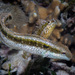 Variable Sabretooth Blenny - Photo (c) Wayne and Pam Osborn, some rights reserved (CC BY-NC), uploaded by Wayne and Pam Osborn