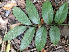 Dysoxylum gotadhora