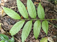 Dysoxylum gotadhora
